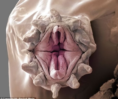 ����ˮ�µĿ��¹��� �ֲ��ĺ��۳棨ͼ��