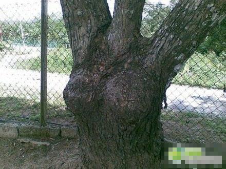 �����˲�����������ʿ ��ЦȤͼ