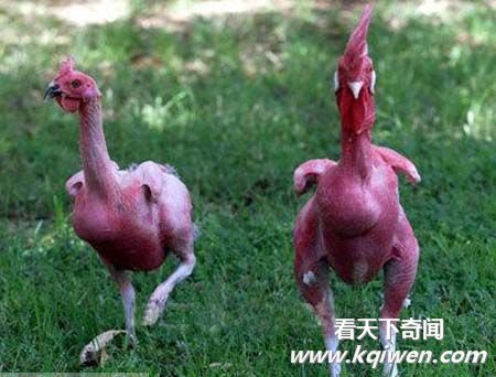 Ц�ƶ�Ƥ����ţ��ЦͼƬȫ�� (��ͼ)