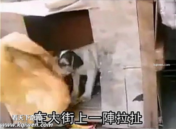 ��ɫС�������컯�����Ｆ(��ͼ)